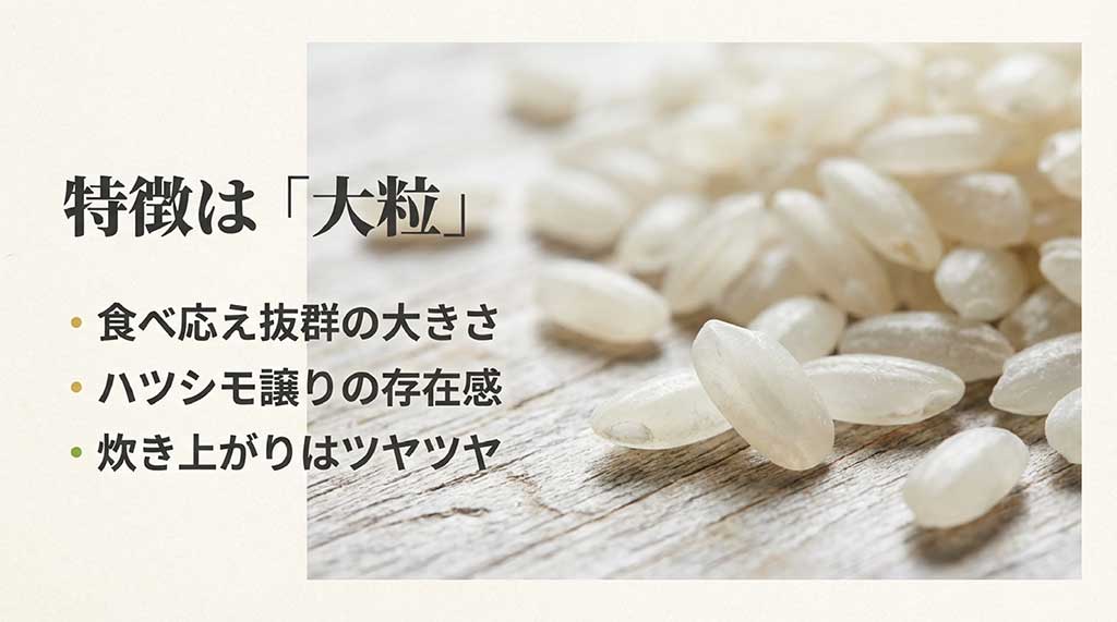 あいちのかおりがハツシモ譲りの大粒で食べ応えがあり、炊き上がりがツヤツヤになる特徴を説明した図解
