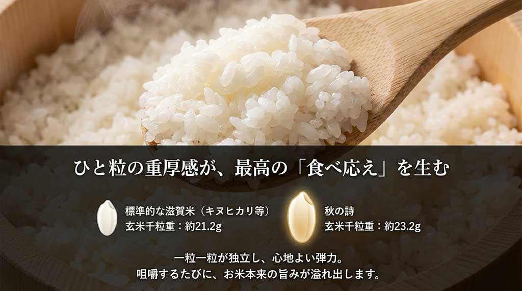 玄米千粒重の比較データ。標準的な滋賀米21.2gに対し、秋の詩は23.2gと大粒で食べ応えがあることを示すグラフ