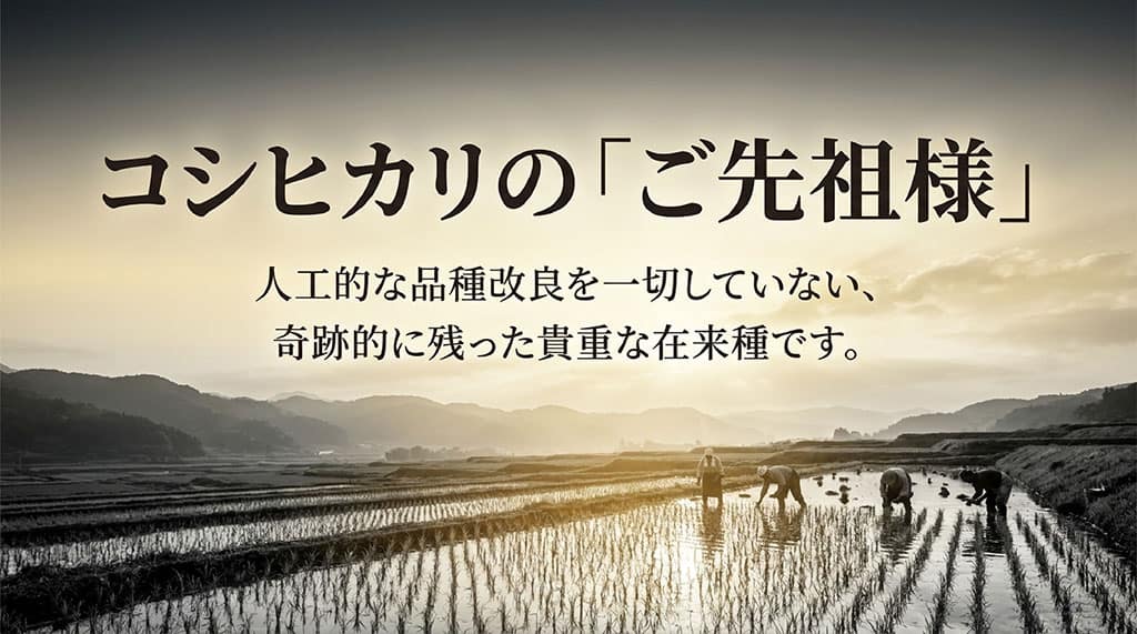 コシヒカリの「ご先祖様」人工的な品種改良を一切していない、奇跡的に残った貴重な在来種です。