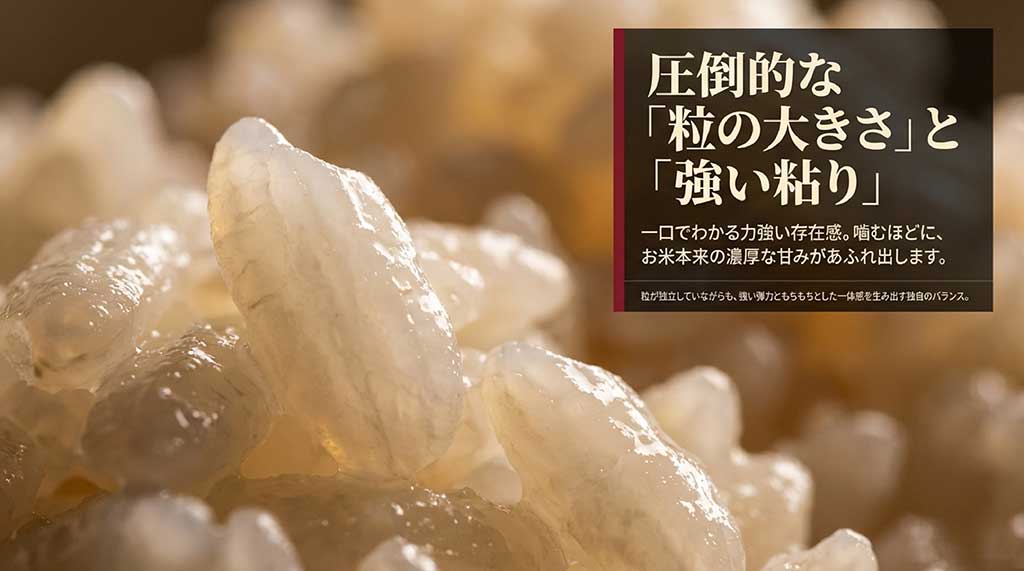 ふくまるの圧倒的な粒の大きさと強い粘り、濃厚な甘みと弾力についての解説画像