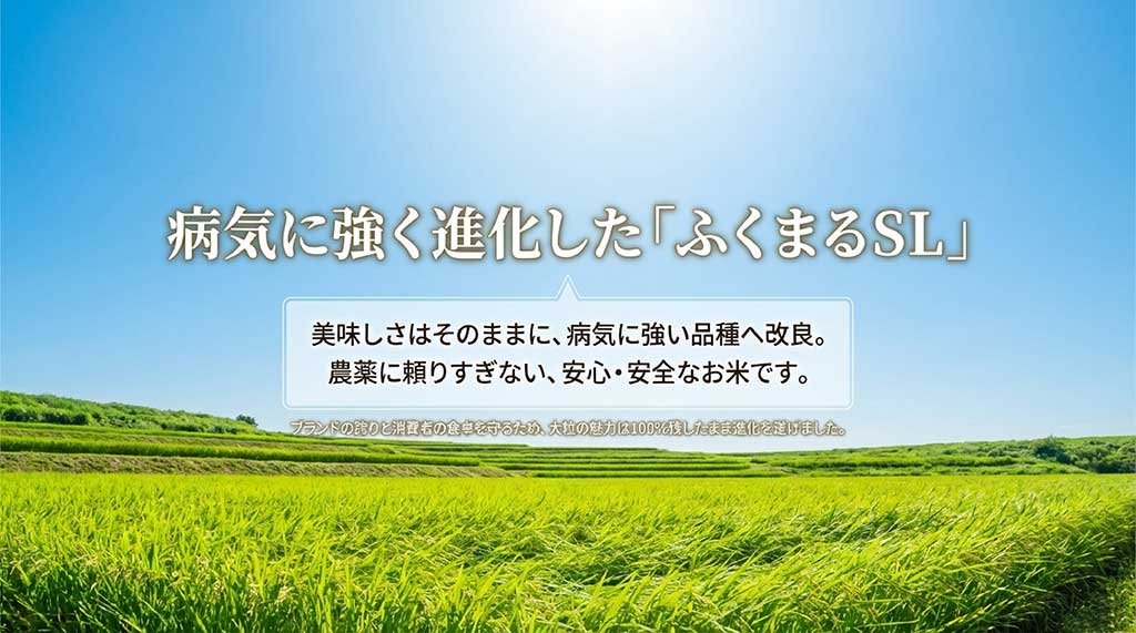 美味しさはそのままに、病気に強く農薬を抑えて栽培できる「ふくまるSL」の進化についての説明