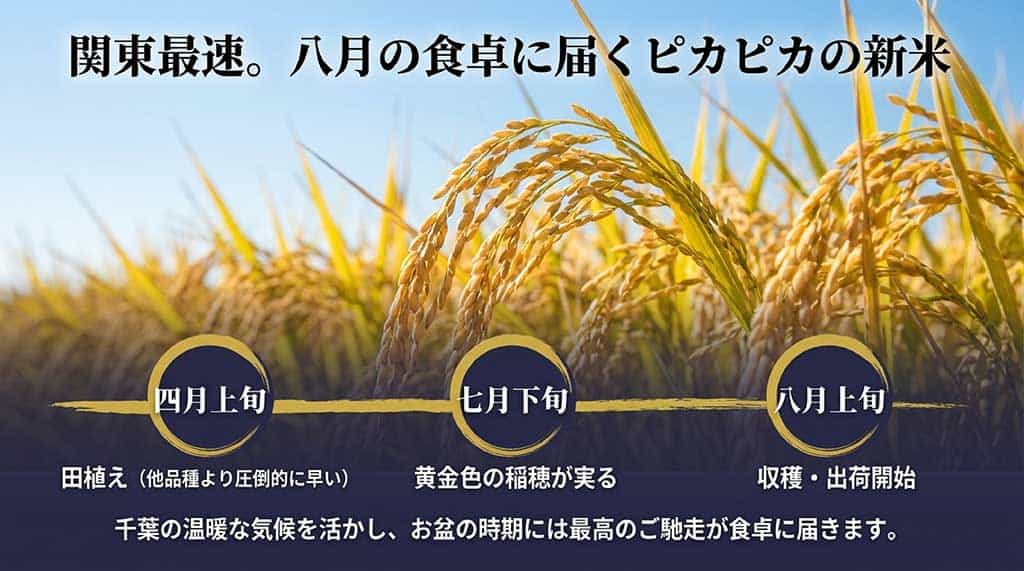 4月上旬の田植えから8月上旬の収穫・出荷開始まで、関東最速で届くふさおとめの栽培カレンダー
