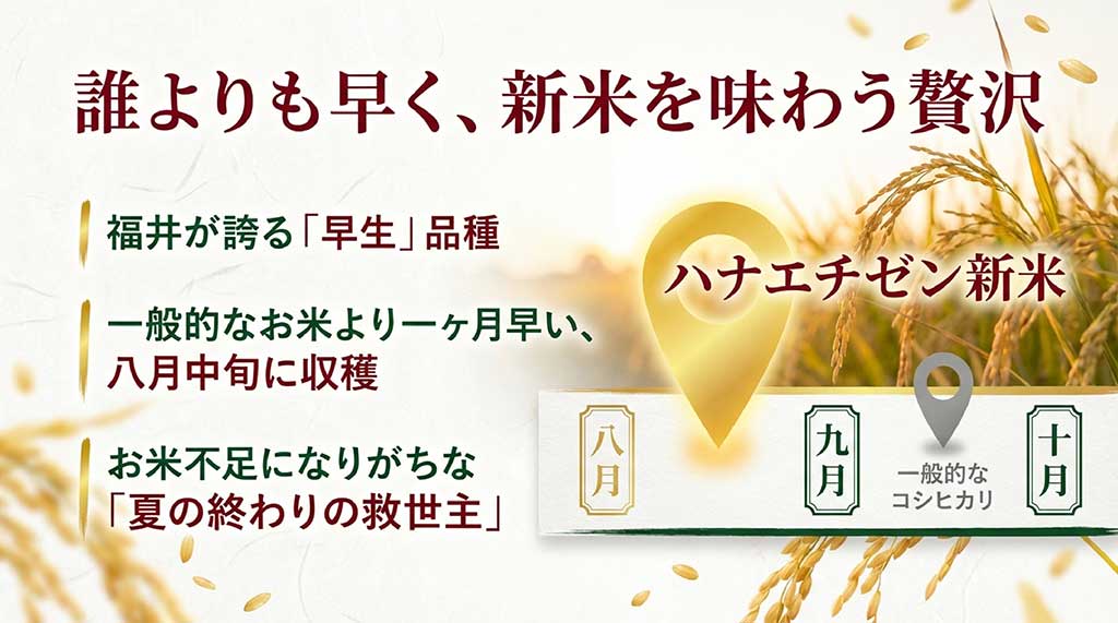 ハナエチゼンが一般的なコシヒカリより約1ヶ月早い8月中旬に収穫されることを示す比較図