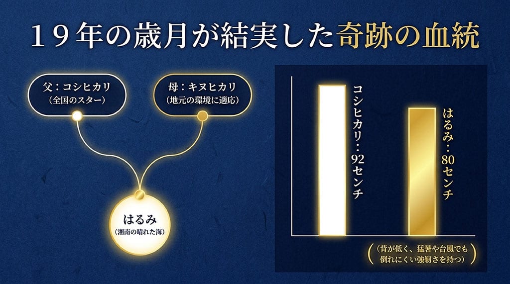 父コシヒカリと母キヌヒカリを掛け合わせ、背が低く台風や猛暑に強い特徴を持つ「はるみ」の血統図