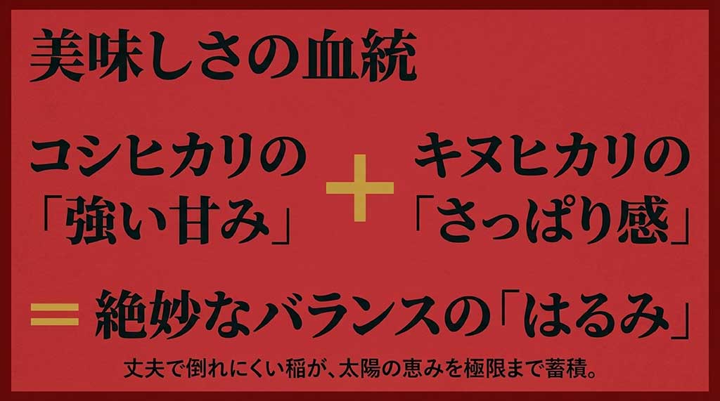 キヌヒカリの血統を継ぎ、強い甘みと丈夫で倒れにくい稲が太陽の恵みを蓄積することを説明するスライド