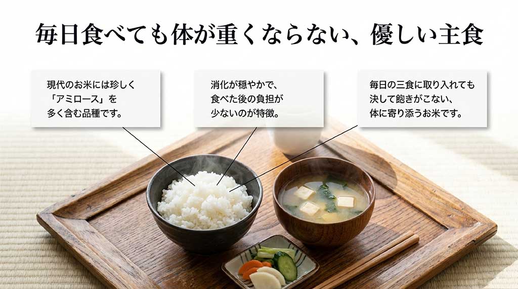 朝日米が現代では珍しい高アミロース米であり、消化が穏やかで体に優しい主食であることを説明する資料