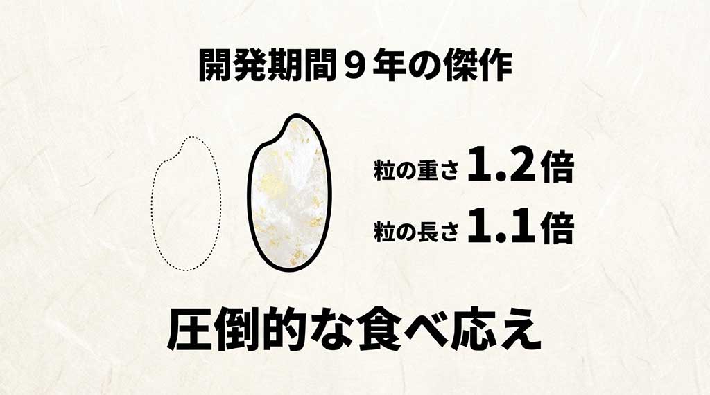 一般的なお米と比較して粒の重さが1.2倍、長さが1.1倍あり、圧倒的な食べ応えを誇るひゃくまん穀のスペック紹介画像