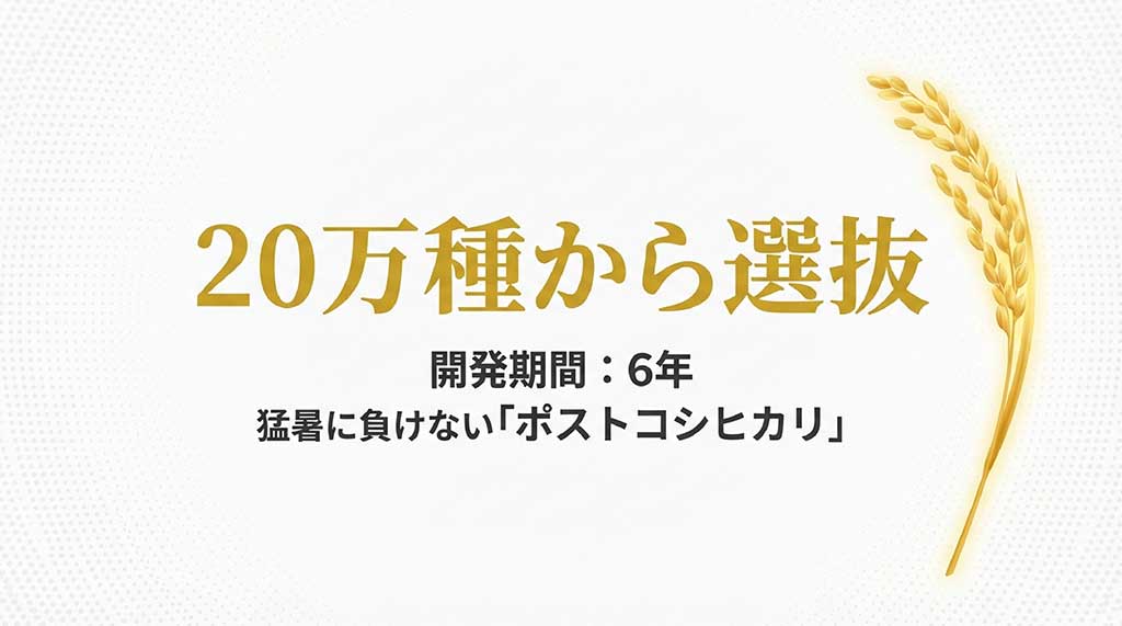 6年の開発期間を経て20万種から選ばれた、暑さに強いポストコシヒカリとしての開発経緯