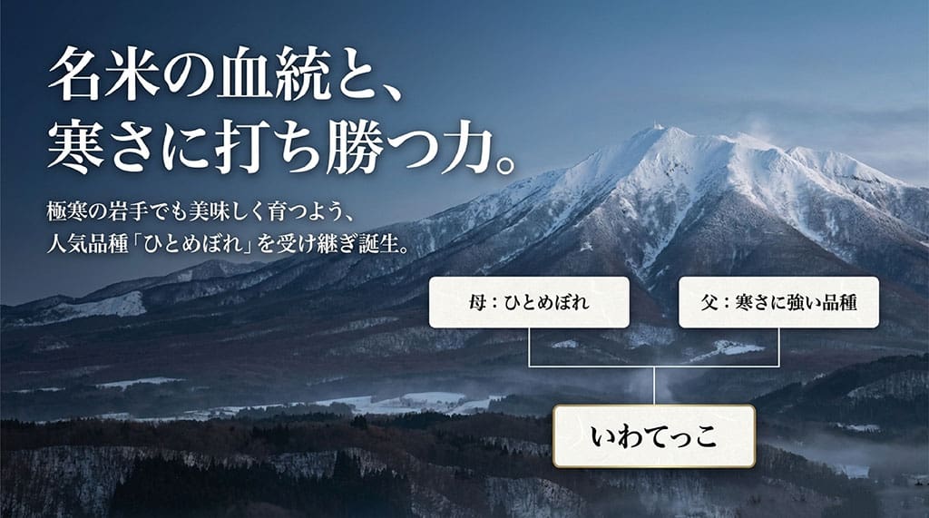 母「ひとめぼれ」と父「寒さに強い品種」から作られた名米の血統と寒さに打ち勝つ力を表す図