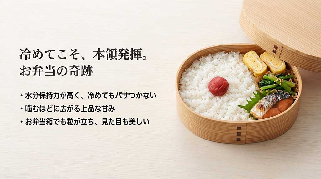 キヌヒカリがお弁当に最適な理由。水分保持力が高く、冷めてもパサつかない特性を解説