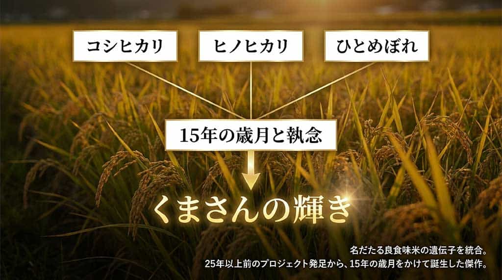 コシヒカリ・ヒノヒカリ・ひとめぼれの遺伝子を継ぐ、くまさんの輝きの開発系譜