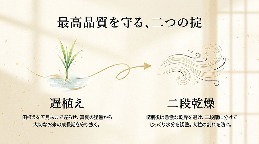 京式部の最高品質を守る栽培方法である「遅植え」と「二段乾燥」の説明