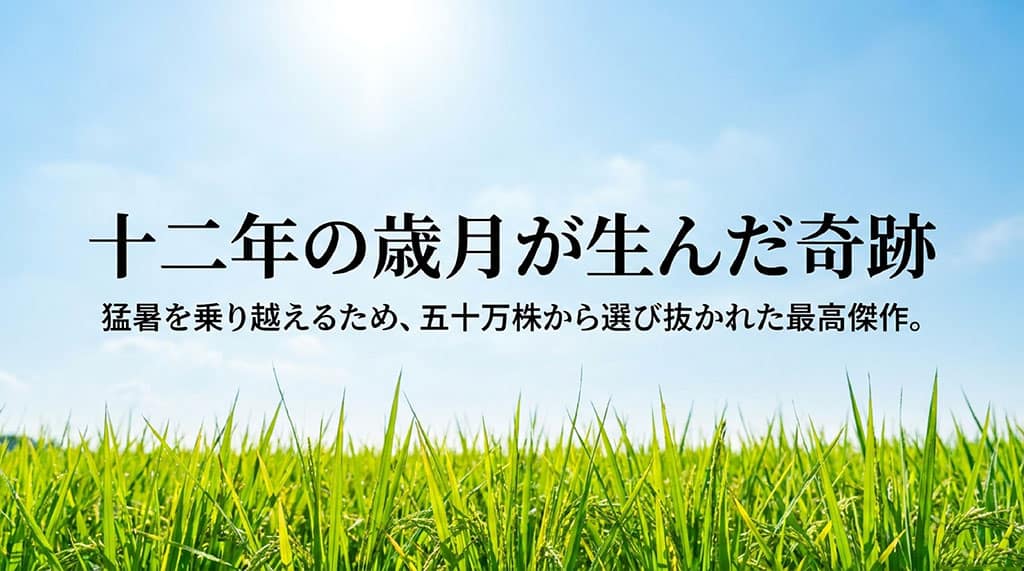 十二年の歳月が生んだ奇跡として、猛暑を乗り越えるため50万株から選び抜かれた最高傑作であることを説明するスライド