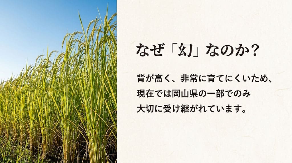 なぜ「幻」なのか?背が高く、非常に育てにくいため、現在では岡山県の一部でのみ大切に受け継がれています。