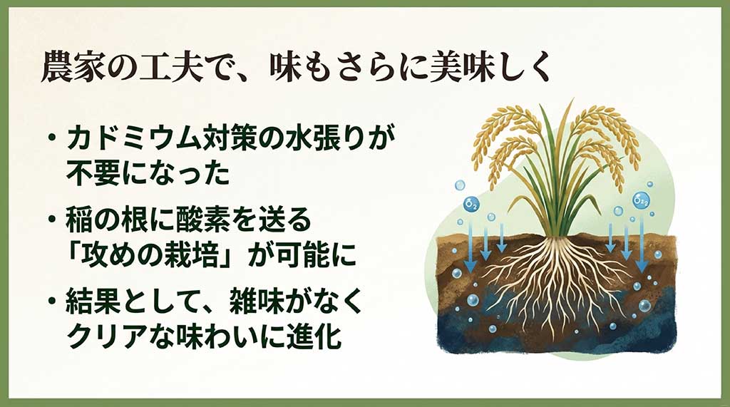 稲の根に酸素を送る栽培方法と、雑味のない味わいへの進化の図解