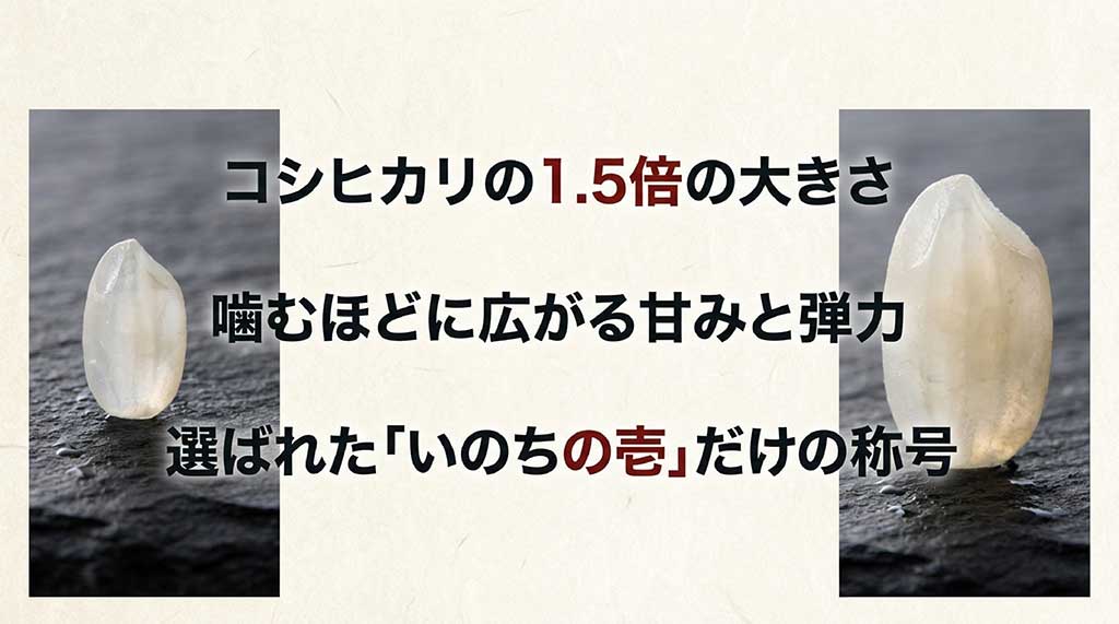 コシヒカリの1.5倍の大きさ、甘みと弾力、「いのちの壱」から選ばれた称号であることを示す説明スライド