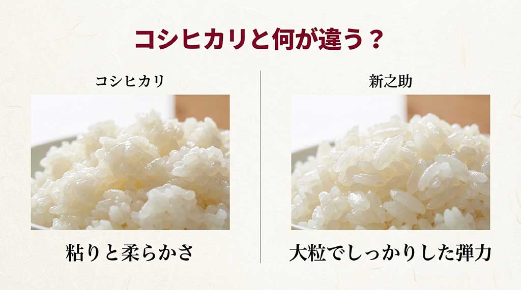 粘りのコシヒカリと、大粒で弾力のある新之助の比較画像