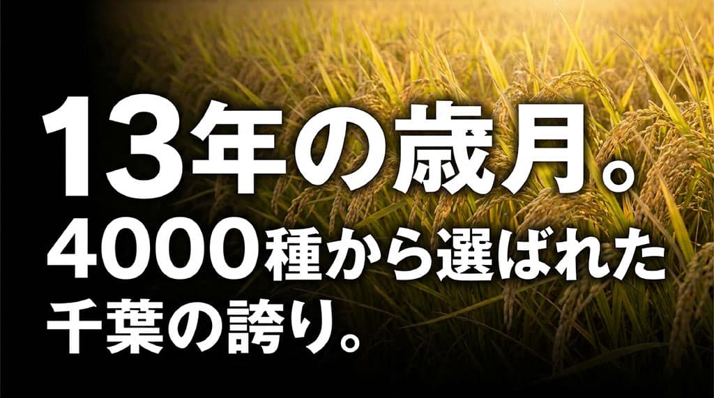 13年の歳月をかけ4000種から選ばれた千葉の誇り「粒すけ」のスライド画像