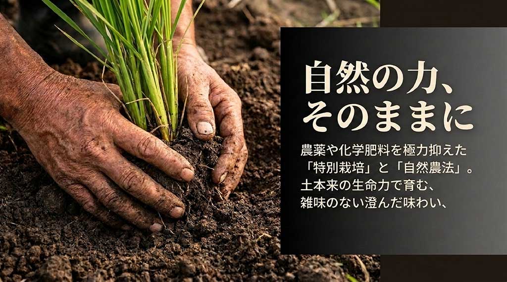 農薬や化学肥料を抑えた特別栽培・自然農法で育つ雑味のないつがるロマンの紹介