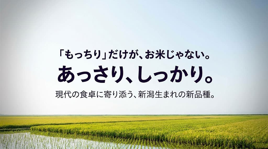 もっちりだけがお米じゃない、あっさりしっかり現代の食卓に寄り添う新潟生まれの新品種ゆきん子舞の紹介スライド