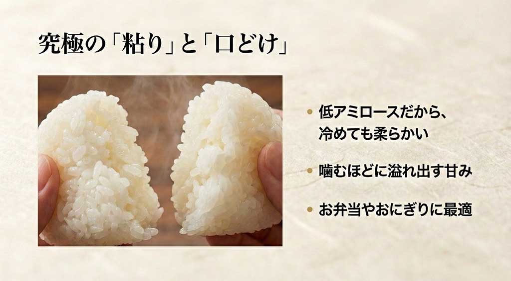 おにぎりを割った時のお米の粘りと、冷めても柔らかい低アミロース米のメリット解説